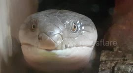 Blue-tongued skink lizard flicks it's blue tongue out and looks out the enclosure