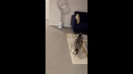 Adorable dog gets ZOOMIES and starts jumping on & off the sofa out of excitement