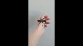 Strange and Unusual Vinegaroon Held By Owner