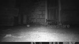 A backyard fox steals the hedgehogs food and then steals it's bowl and runs off with it.