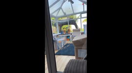 Athletic, mischievous cat tries to freak out pigeon on the roof
