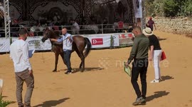 Palestinian horse trainers parad their Arabian horses during a beauty contest for Arabian purebred horses