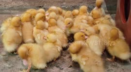 These adorable ducklings huddling together for warmth would make your day