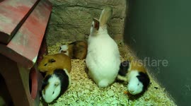 'Imposter' bunny blends in with guinea pigs family at Petting Farm IOI in Malaysia