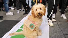 Cute dog joins London protest: 'Economy smells worse than my poop'