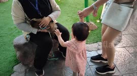 Adorable 01-year-old loves to cuddle baby raccoon