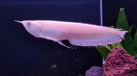 Rare Albino Arowana Fish