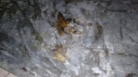 seconds when the mouse is hit by the glue trap that is installedseconds when the mouse is hit by the glue trap that is installed