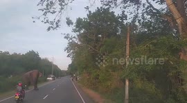 Unbelievably, the mother and daughter saved their lives from the wild elephant