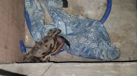 We were surprised by the arrival of a large crab into the house