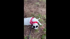 Cute cat nuzzles camera on walk in the grass in front yard.