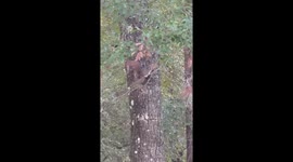 Squirrel rescues fallen baby from tree branch! Saved from near death.