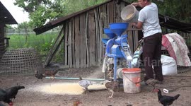 Threshing rice on a small farm in Thailand, in order to separate the rice grains from the chaff.