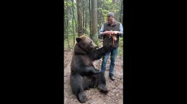 Brown bear accepts snack pack of sausages