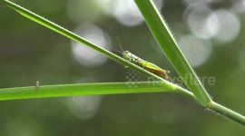 A magical moment in a lush green forest with a grasshopper who seemed to wave at me.