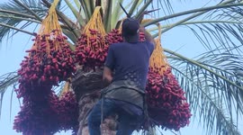 Palestinian farmers harvest dates from a palm tree during harvest season
