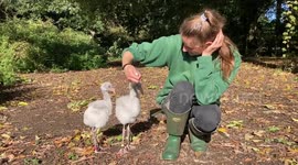 Orphaned flamingo chicks are taken out for daily walks by their keeper to help strengthen their legs