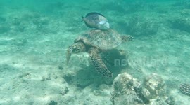 Aggressive fish attacked the turtle. Amazing encounter with wild turtle, clownfish (Nemo), and Dory. Fantazia Resort Marsa Alam, Egypt 26th of September 2022