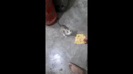Standing up cat eating Papad at home , Cute kitten eating Papad
