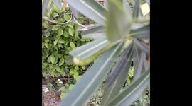 Caterpillar eating leaves in India , Big green  caterpillar eating leaves.