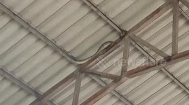 Brave snake catcher climbs roof beam to catch massive 10ft-long python