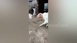 Goat's bizarre noise sounds like a dog barking
