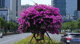 Different Color Flowers Bloom On A Tree In Nanning, Guangxi, China
