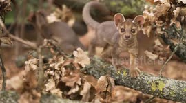 Adorable footage shows the first rare fossa pups to be born at Chester Zoo for almost a century