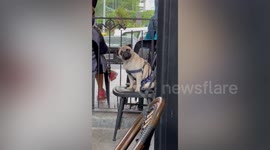 Clingy pet Pug has hilarious reaction after seeing owner inside crowded restaurant