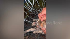 Heartwarming moment pet cat tangled in tennis court net is rescued in Thailand