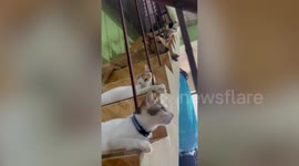 Pet dog photobombs cat friends doing photoshoot on stairs