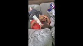 Cute toddler cuddles woth cute orange kitten while drinking milk on the couch watching television