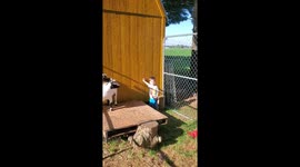 Cute toddler playing woth goats and other farm animals while laughing and giggling and running around