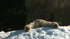 Slide into your week like this polar bear