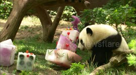 How exploring new habitats can be stressful for pandas