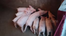 Piglet's drinking and playing