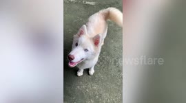Foodie Siberian Husky dog runs in excitement when howner announced meal time