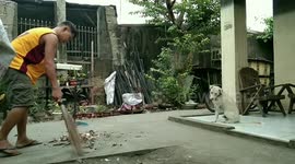 Helpful pet dog picks up leaves and rubbish to assist owner cleaning yard
