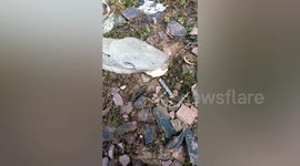 Man finds big slug when picking mushrooms in China