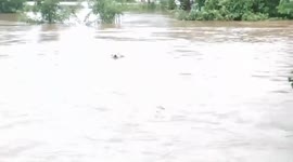 Brave rescuers risk lives to save pet dog paddling across flooded canal in Thailand