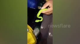 Shaman claims snake venom cured woman suffering with terminal Leukemia