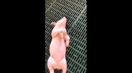 Pig falls into deep sleep, has trouble waking up
