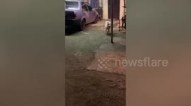 Foodie Siberian Husky dog runs in excitement when howner announced meal time