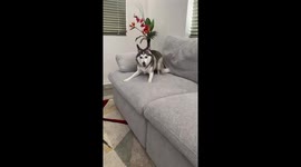 Adorable dog turns into a fiery ball of energy after getting zoomies