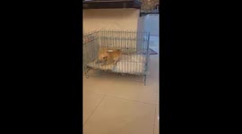 Be very aware of a feisty Pomeranian