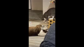 Gentle dog loses its cool after cat keeps annoying it *EXTREMELY FUNNY!*
