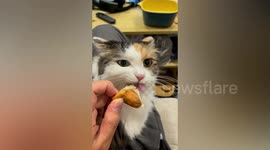 Curious cat gets sniff of durian breath and runs away in hilarious video