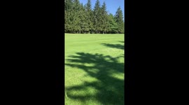 Moose family lost on a golf course in canada