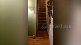 Married couple find a badger breaking into their house through the cat flap to steal food