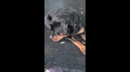 Bruin the Rottweiler could not figure out what was tickling him through the trampoline